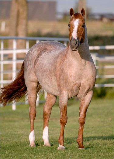 horse prada pepto ridden by jason swan|Peptoboonsmal Dies at age 32 .